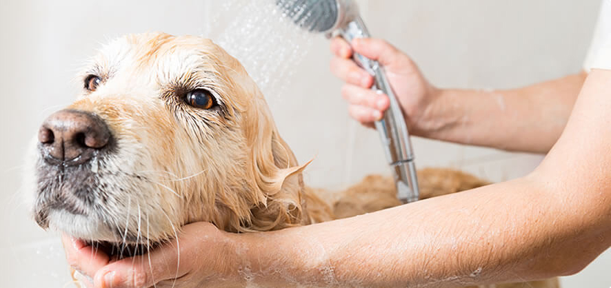 Pets grooming-services