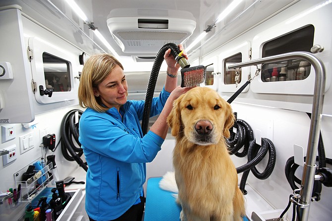 Dog Grooming And Care