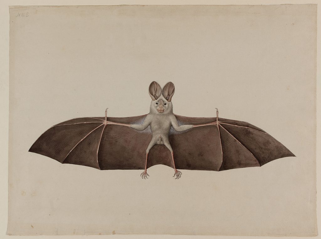 bats have tails information
