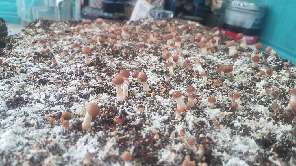 Growing Mushrooms With Coco Coir